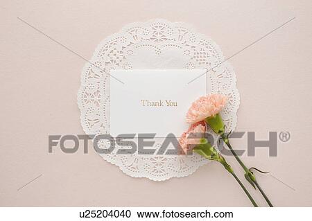 Thank You Card and Pink Carnation flowers View Large Photo Image Stock Image - Thank You Card and Pink Carnation flowers. Fotosearch