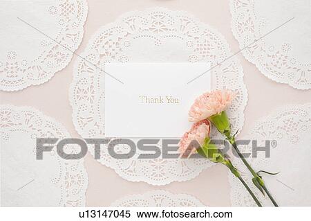 Thank You Card and Pink Carnation flowers View Large Photo Image Stock Photography - Thank You Card and Pink Carnation flowers. Fotosearch