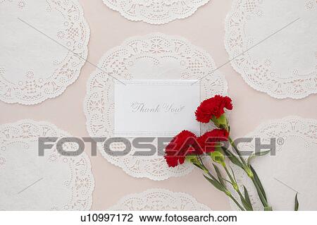 Thank You Card and Red Carnation flowers View Large Photo Image Stock Image - Thank You Card and Red Carnation flowers. Fotosearch