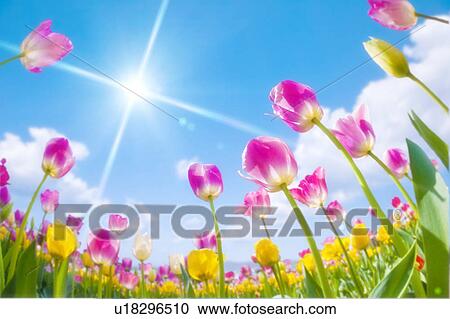 Stock Image - Tulips, low angle view. Fotosearch