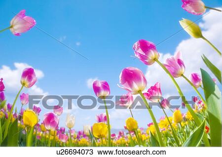 Stock Image - Tulips, low angle view. Fotosearch