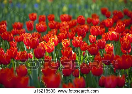 Stock Image - Tulips. Fotosearch