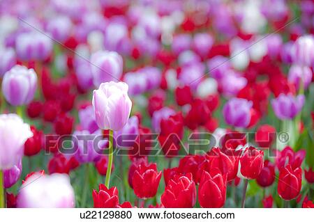 Tulips View Large Photo Image Stock Image - Tulips. Fotosearch