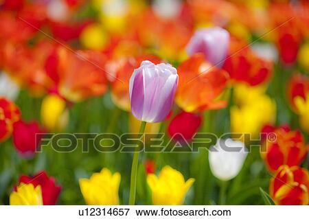 Tulips View Large Photo Image Stock Photo - Tulips. Fotosearch