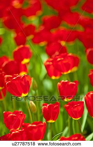 Tulips View Large Photo Image Stock Photo - Tulips. Fotosearch