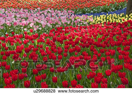 Tulips View Large Photo Image Stock Photo - Tulips. Fotosearch