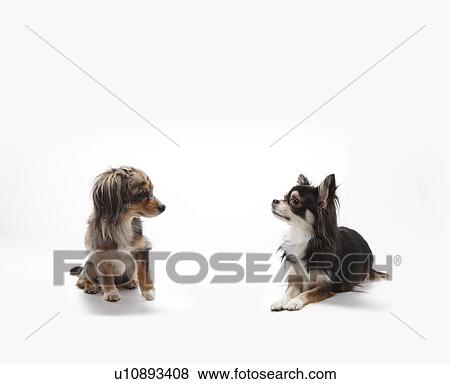 Two Chihuahuas Looking At Each Other View Large Photo Image Stock Photo - Two Chihuahuas Looking At Each Other. Fotosearch