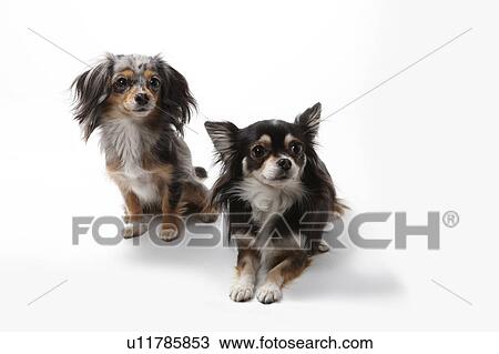 Stock Image - Two Chihuahuas. Fotosearch