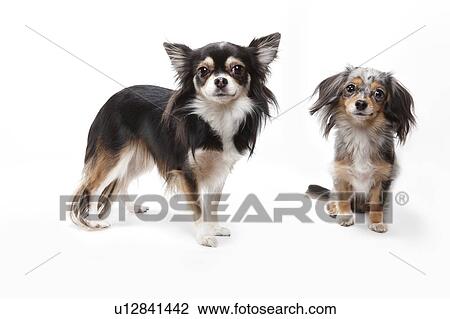 Stock Image - Two Chihuahuas. Fotosearch