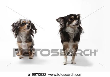 Stock Image - Two Chihuahuas. Fotosearch