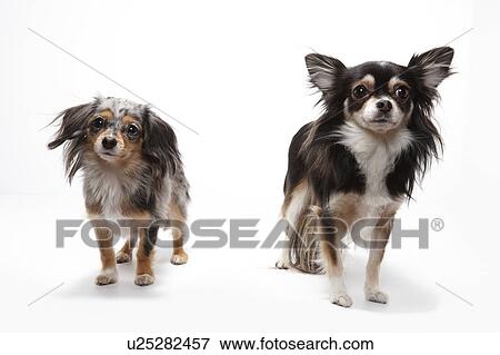 Stock Photo - Two Chihuahuas. Fotosearch