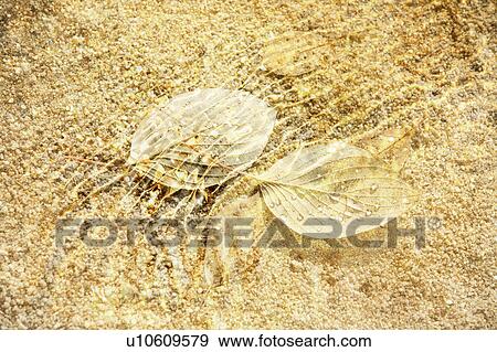 Water surface and dead leaves View Large Photo Image Stock Photo - Water surface and dead leaves. Fotosearch