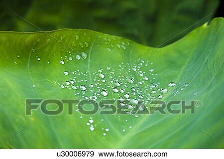 Stock Photo - Waterdrop on Leaf. Fotosearch