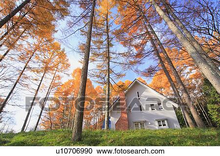White house and larch tree, Nagano Prefecture, Honshu, Japan View Large Photo Image Stock Image - White house and larch tree, Nagano Prefecture, Honshu, Japan . Fotosearch