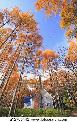 White house and larch tree, Nagano Prefecture, Honshu, Japan View Large Photo Image Stock Image - White house and larch tree, Nagano Prefecture, Honshu, Japan . Fotosearch