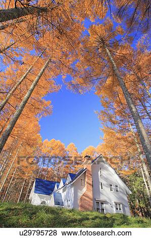 White house and larch tree, Nagano Prefecture, Honshu, Japan View Large Photo Image Stock Photo - White house and larch tree, Nagano Prefecture, Honshu, Japan . Fotosearch