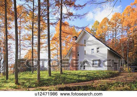 Stock Photograph - White house and larch tree, Nagano Prefecture, Honshu, Japan . Fotosearch
