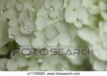 Stock Image - White Hydrangea Flowers. Fotosearch