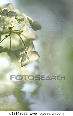 Stock Image - White Hydrangea Flowers. Fotosearch