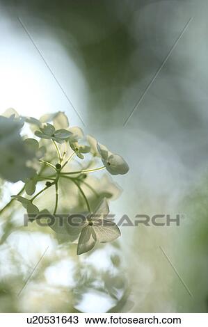 Stock Image - White Hydrangea Flowers. Fotosearch