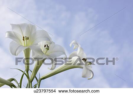 Picture - White Lilies. Fotosearch