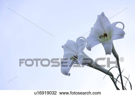 White Lilies View Large Photo Image Stock Image - White Lilies. Fotosearch