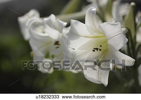 Stock Image - White Lilies. Fotosearch