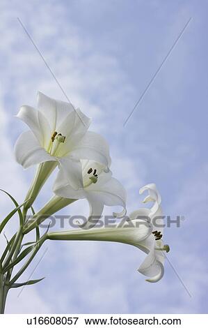 White Lilies View Large Photo Image Stock Photo - White Lilies. Fotosearch