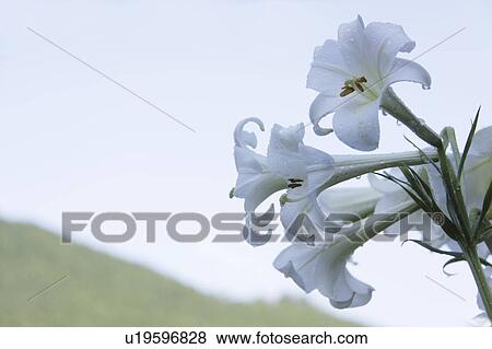 Stock Photo - White Lilies. Fotosearch