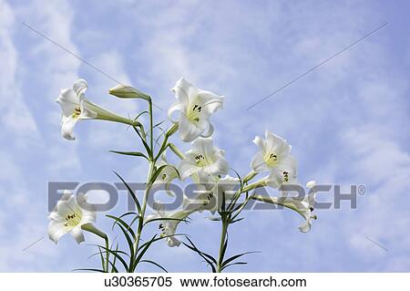 Stock Photography - White Lilies. Fotosearch