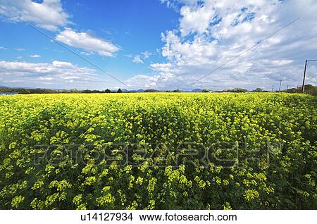 Picture - White Mustard Field. Fotosearch
