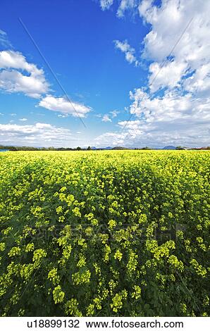 White Mustard Field View Large Photo Image Stock Image - White Mustard Field. Fotosearch