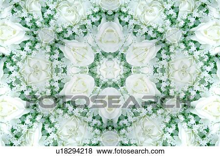 White rose Kaleidoscope View Large Photo Image Stock Photo - White rose Kaleidoscope. Fotosearch