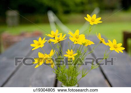 Stock Photography - Yellow cosmos flowers. Fotosearch