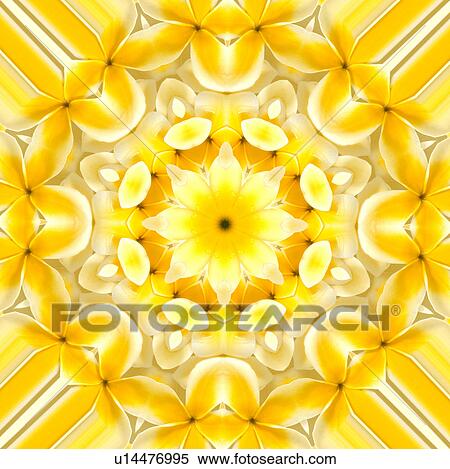 Stock Photography - Yellow Frangipani Kaleidoscope. Fotosearch