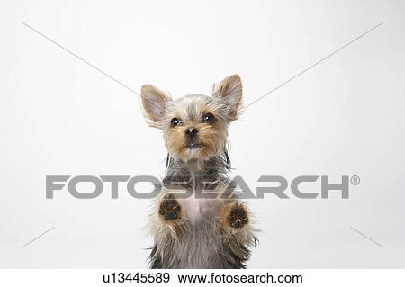 Yorkshire Terrier Rearing Up View Large Photo Image Stock Photo - Yorkshire Terrier Rearing Up. Fotosearch