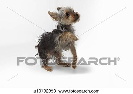 Yorkshire Terrier View Large Photo Image Stock Image - Yorkshire Terrier. Fotosearch