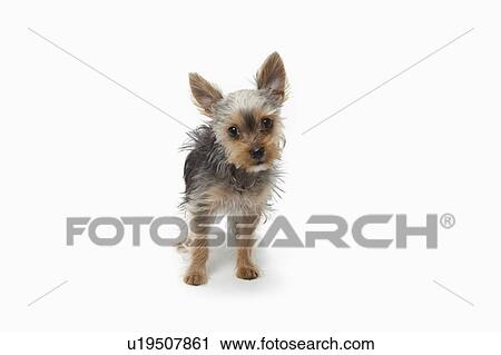 Yorkshire Terrier View Large Photo Image Stock Image - Yorkshire Terrier. Fotosearch