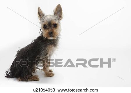 Yorkshire Terrier View Large Photo Image Stock Image - Yorkshire Terrier. Fotosearch
