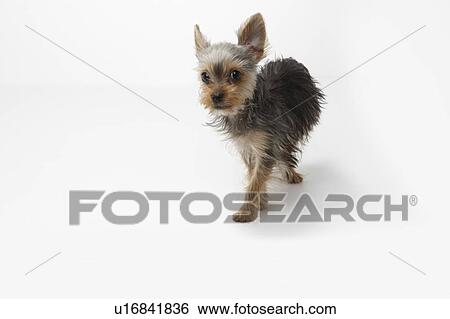 Stock Photograph - Yorkshire Terrier. Fotosearch