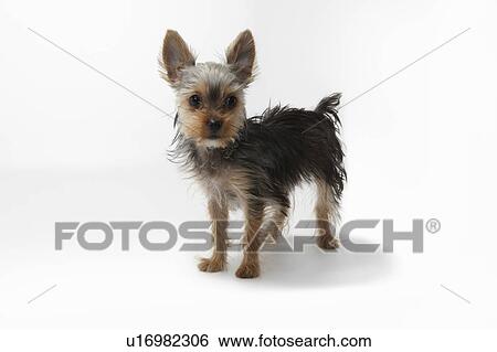 Stock Photograph - Yorkshire Terrier. Fotosearch