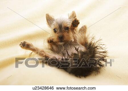 Yorkshire Terrier View Large Photo Image Stock Photograph - Yorkshire Terrier. Fotosearch