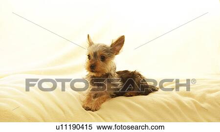 Yorkshire Terrier View Large Photo Image Stock Photography - Yorkshire Terrier. Fotosearch