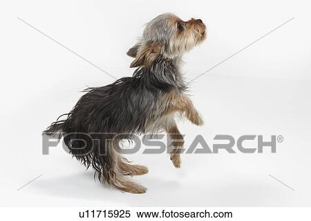 Yorkshire Terrier View Large Photo Image Stock Photography - Yorkshire Terrier. Fotosearch