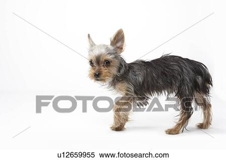 Stock Photography - Yorkshire Terrier. Fotosearch