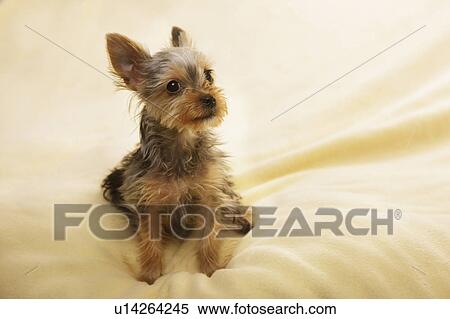 Yorkshire Terrier View Large Photo Image Stock Photography - Yorkshire Terrier. Fotosearch