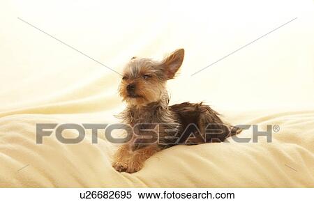 Stock Photography - Yorkshire Terrier. Fotosearch