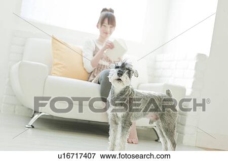 Young Woman with Miniature Schnauzer Reading Book View Large Photo Image Stock Photo - Young Woman with Miniature Schnauzer Reading Book. Fotosearch