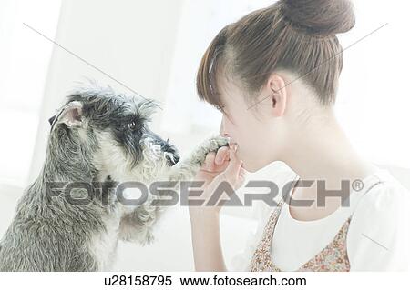 Young Woman with Miniature Schnauzer View Large Photo Image Stock Photography - Young Woman with Miniature Schnauzer. Fotosearch
