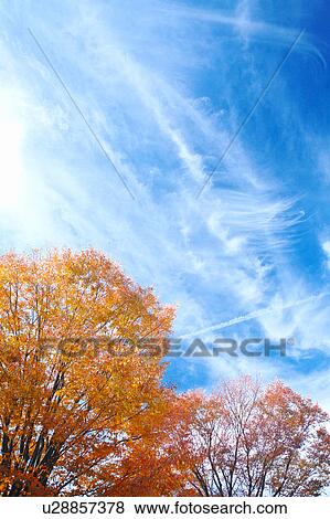 Stock Photo - Zelkova Tree Against Sky in Autumn. Fotosearch